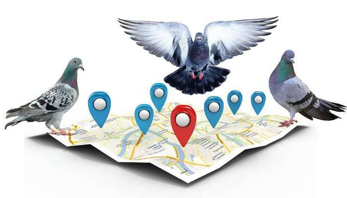 thuat-toan-Google-Pigeon